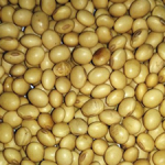 soybeans